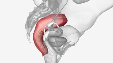 Rektum sindirim sisteminin son 4-5 inçine işaret eder.