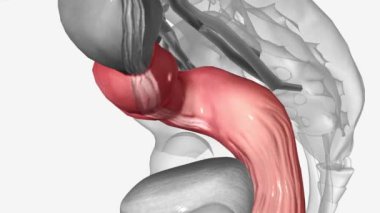 Sigmoid ve Rectum, Sigmoid kolonu