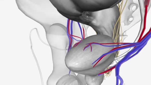 神经血管 上腔静脉 — 图库视频影像