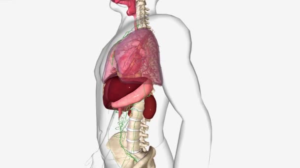 ステージ4食道癌はあなたの癌が進行することを意味する 食道の横にある他の臓器や体の構造に転移しているかもしれません — ストック動画