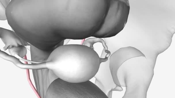 女性泌尿系统 Ureter — 图库视频影像