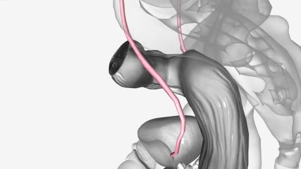 Sistem Urin Ureter Medis — Stok Video
