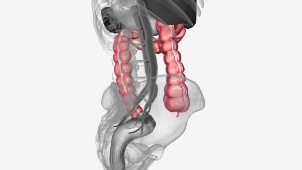结肠也被称为大肠或大肠 — 图库视频影像