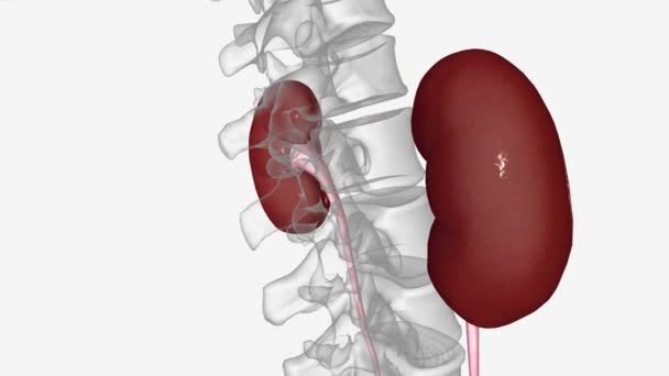 腎臓3D医療 — ストック動画