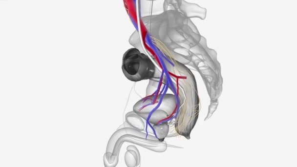 环绕肌群3D医学 — 图库视频影像