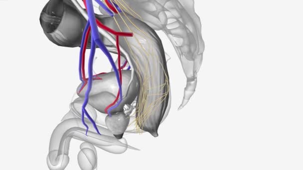 Untere Bläschengefäße Unterer Hypogastrischer Nervenplexus — Stockvideo