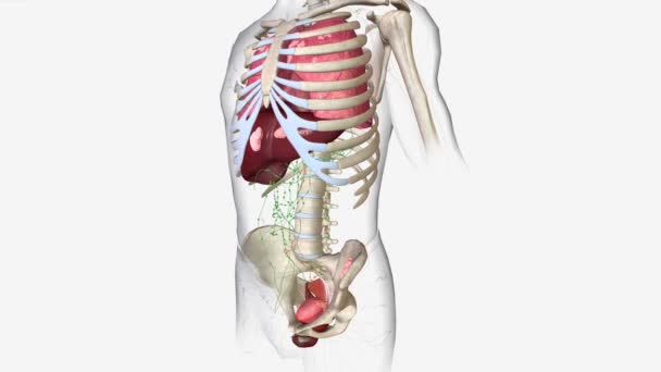 膀胱がんステージIvがんは腹部または骨盤壁に広がっています — ストック動画