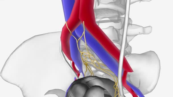 女性神经血管 上下腹神经丛 — 图库视频影像