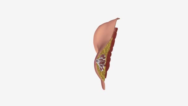 Женская Анатомия Молочной Железы Включает Себя Внутренние Молочные Протоки Железы — стоковое видео