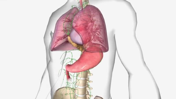 Iiia期には がんは食道壁の粘膜層 薄い筋層 粘膜下層に転移している — ストック動画