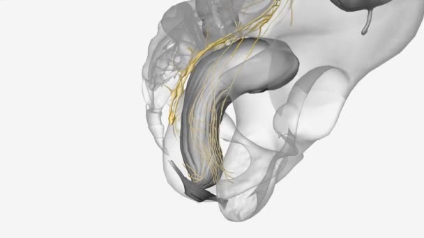 Den Underlägsna Hypogastriska Plexus Bilateral Struktur Belägen Vardera Sidan Ändtarmen — Stockvideo