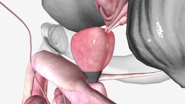 男性生殖系统 前列腺 — 图库视频影像