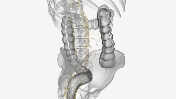 結腸には 壁のさまざまな神経叢からなる神経系が含まれています — ストック動画