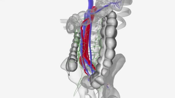 Sistema Linfático Uma Rede Tecidos Vasos Órgãos Que Trabalham Juntos — Vídeo de Stock