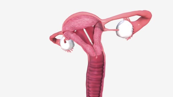 子宮内装置 Iud 安全で効果的で便利な避妊法です — ストック動画