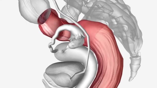 女性直肠 Sigmoid结肠3D — 图库视频影像