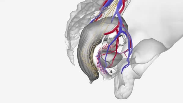 女性神经血管 下腹神经丛 — 图库视频影像