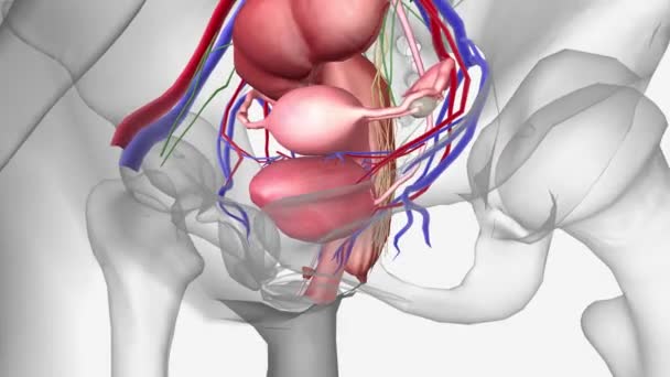 Female Pelvic Area Contains Number Organs Structures Endometrium Uterus Ovaries — Vídeo de Stock