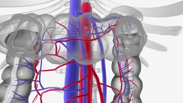 Vérellátás Vízelvezetés Marginális Vastagbél Artéria — Stock videók