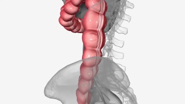 上昇結腸は腹膜と腹膜の後ろ側のみに覆われた後腹膜構造です — ストック動画