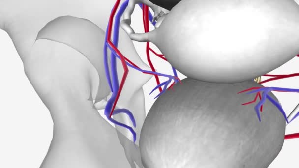 女性神经血管 上腔静脉 — 图库视频影像