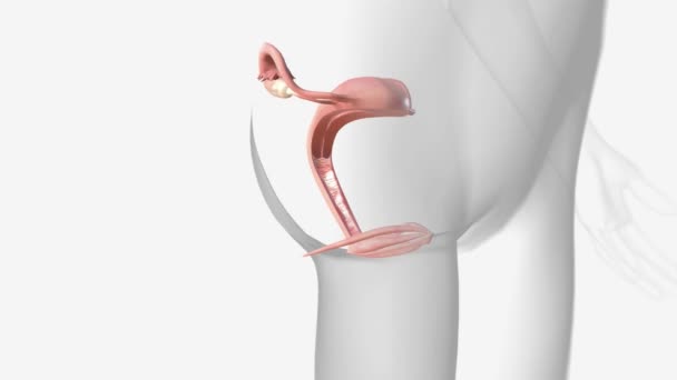 Female Reproductive System Includes Ovaries Fallopian Tubes Uterus Vagina Accessory — Stock Video