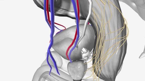 神经血管 下腔静脉血管 — 图库视频影像
