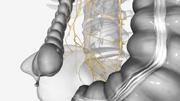上腹部神经丛3D医学 — 图库视频影像