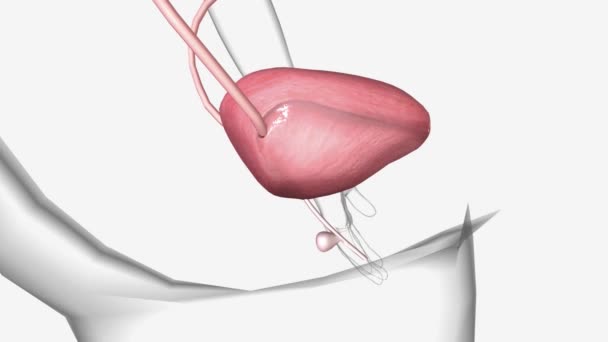 Urethral Diverticulum Adalah Kondisi Langka Mana Kantung Atau Kantung Yang — Stok Video