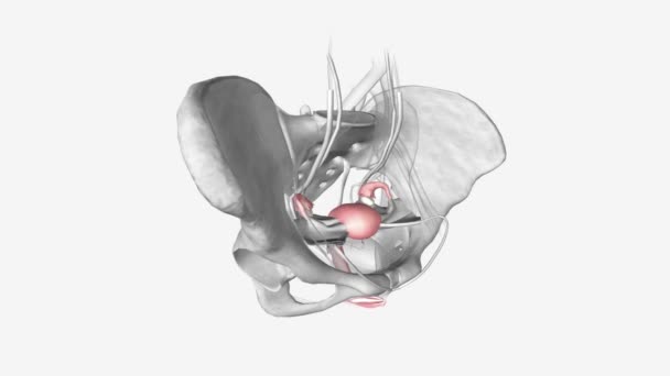 女性生殖管の靭帯は骨盤内の内部の女性性器をサポートする構造のシリーズです — ストック動画