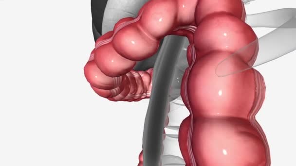横結腸は結腸の中で最も長く最も可動性の高い部位です — ストック動画