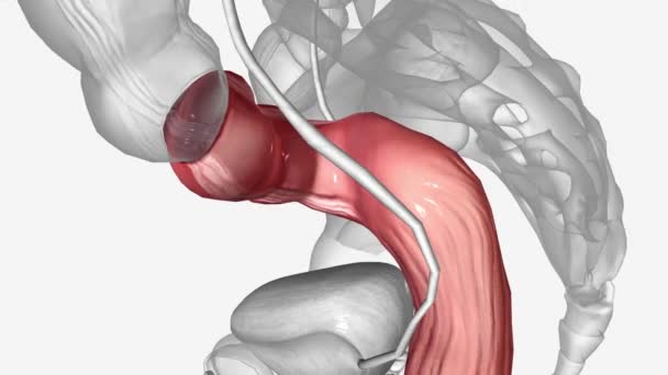 Sigmoid Colon Pelvic Colon Part Large Intestine Closest Rectum Anus — 图库视频影像