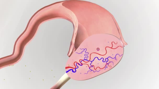 Fase Folicular Refiere Esa Parte Del Ciclo Menstrual Cuando Óvulo — Vídeo de stock