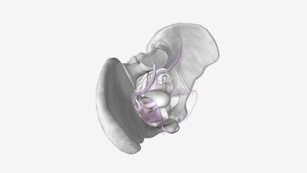 女性生殖管の靭帯は骨盤内の内部の女性性器をサポートする構造のシリーズです — ストック動画
