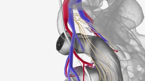 神经血管 睫状体内血管 — 图库视频影像