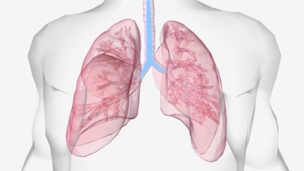 Frecuencia Respiratoria Normal Para Adultos Sanos Entre Respiraciones Por Minuto — Vídeos de Stock