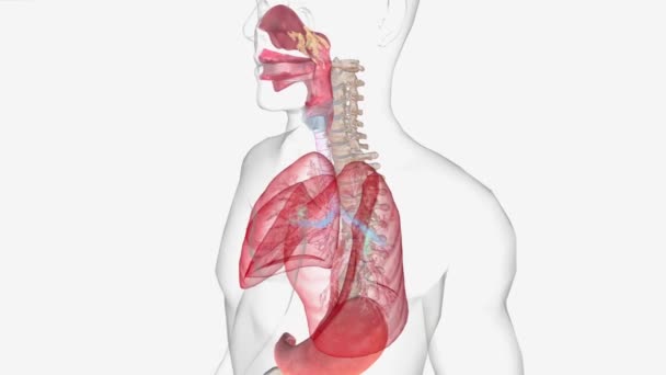 Inflammatory Reaction Called Cold Rhinovirus Especially Areas Nose Nasal Passage — Stock Video
