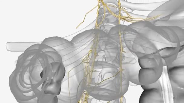 肠系膜上神经丛3D医学 — 图库视频影像