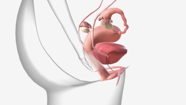 Female Pelvic Area Contains Number Organs Structures Endometrium Uterus Ovaries — стоковое видео