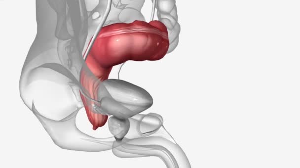 直腸は糞の一時的な保管場所として機能します 直腸は 通常の筋肉を介して送信される下降結腸から糞便材料を受け取ります — ストック動画
