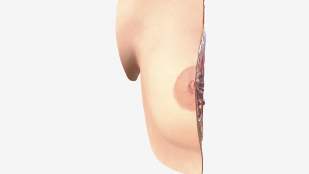乳房横断面解剖D — 图库视频影像