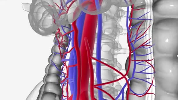 血液の供給と排水 優れた中性血管 — ストック動画