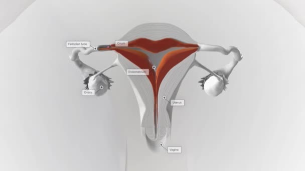 Der Menstruationszyklus Hat Vier Phasen Menstruation Follikuläre Phase Eisprung Und — Stockvideo