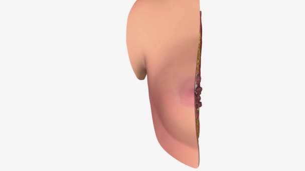 Ženská Prsní Anatomie Zahrnuje Vnitřní Mléčné Kanály Žlázy Vnější Bradavky — Stock video