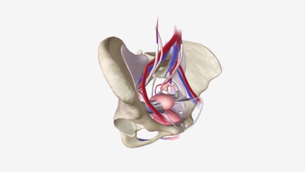 骨盤は胴の下部である 腹部と足の間にあります このエリアは腸のサポートを提供し また含まれています — ストック動画
