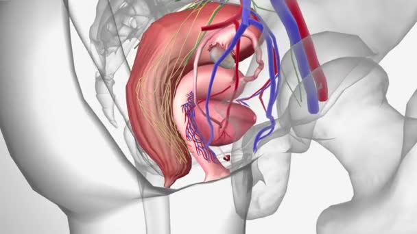 Female Pelvic Area Contains Number Organs Structures Endometrium Uterus Ovaries — Vídeo de stock