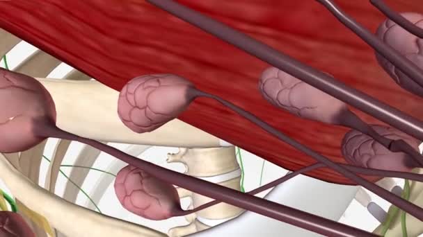 Анатомия Молочной Железы Lactiferous Duct — стоковое видео