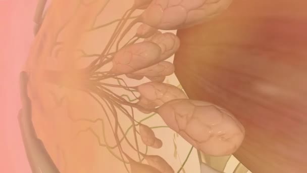 乳腺解剖 乳突窦3D — 图库视频影像