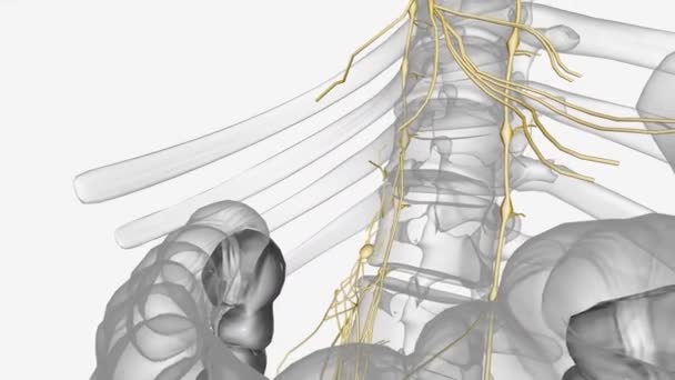 Бродячий Нерв Известный Блуждающие Нервы Являются Главными Нервами Вашей Парасимпатической — стоковое видео