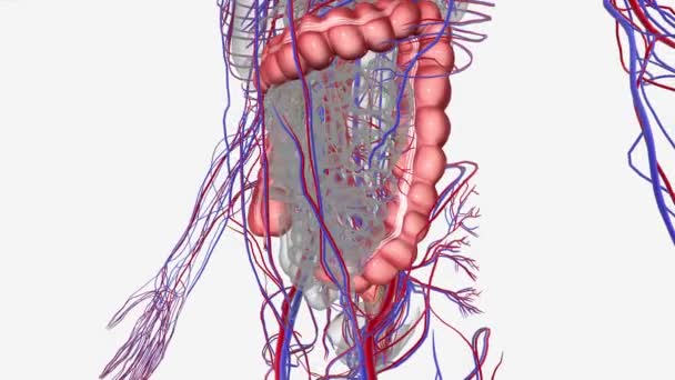 Abdomen Contains Many Vital Organs Stomach Small Intestine Jejunum Ileum — Stock Video